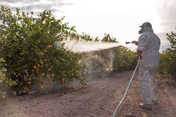 Best Termite Control Services  in Washington, GA