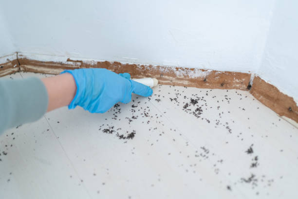 Best Flea Control Services  in Washington, GA
